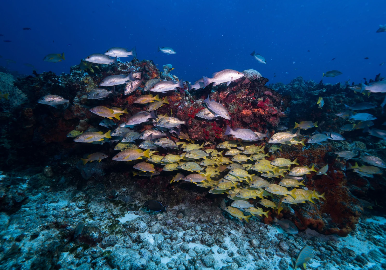 Healthy coral reef and tropical fish underwater in Cozumel